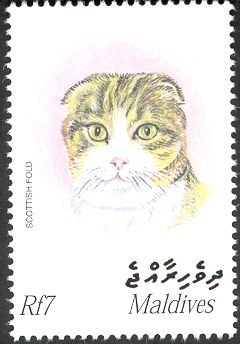 Scottish Fold (Felis silvestris catus)