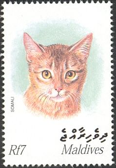 Somalian Cat (Felis silvestris catus)