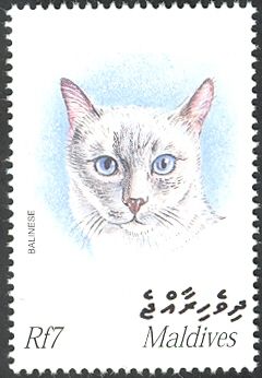 Balinese (Felis silvestris catus)