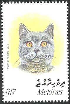Exotic Shorthair (Felis silvestris catus)
