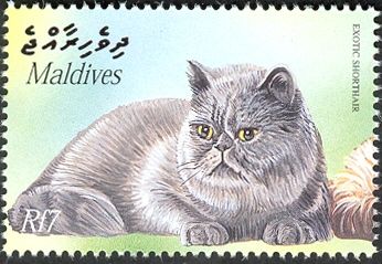 Exotic Shorthair (Felis silvestris catus)