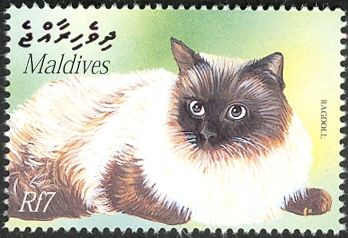 Ragdoll (Felis silvestris catus)