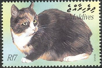 Manx Cat (Felis silvestris catus)
