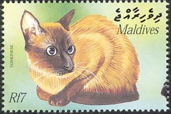 Tonkinese (Felis silvestris catus)