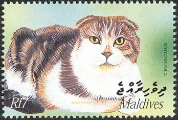 Scottish Fold (Felis silvestris catus)
