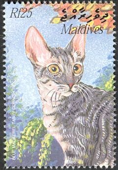 Blue Mackerel Tabby Cornish Rex (Felis silvestris catus)