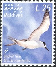 Bridled Tern (Sterna anaethetus)