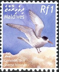 Common Tern (Sterna hirundo)