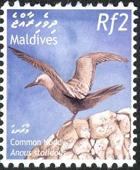 Brown Noddy (Anous stolidus)