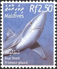 Blue Shark (Prionace glauca)