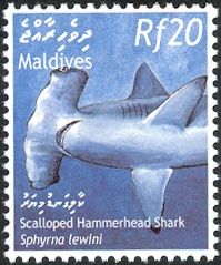 Scalloped Hammerhead (Sphyrna lewini)