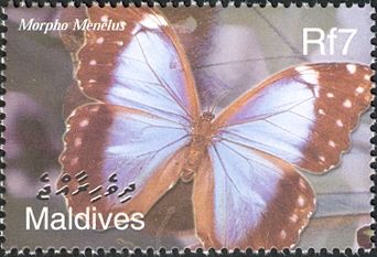 Menelaus Blue Morpho (Morpho menelus)