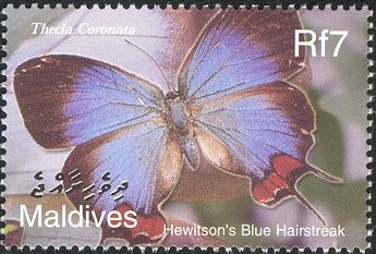 Crowned Hairstreak (Thecla coronata)