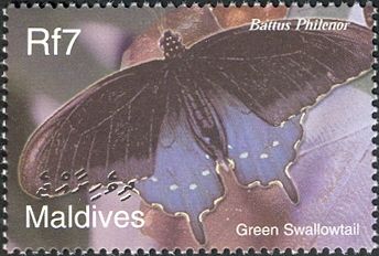 Pipevine Swallowtail (Battus philenor)