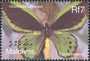 Common Green Birdwing (Ornithoptera priamus)