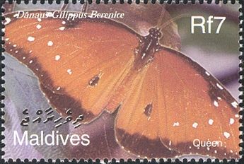 Queen Butterfly (Danaus gilippus ssp. berenice)