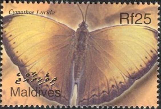 Lurid Glider (Cymothoe lurida)