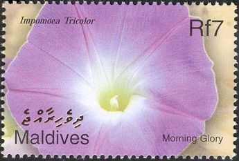 Morning Glory (Impomoea tricolor)