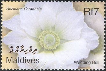 Wedding Bell (Anemone coronaria)