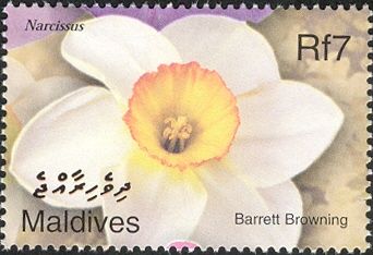 Barrett Browning (Narcissus)