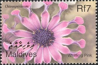 Whirligig Pink (Osteospermum)