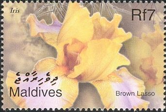 Brown Lasso (Iris)