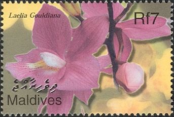 Laelia gouldiana