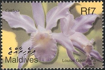 Cattleya