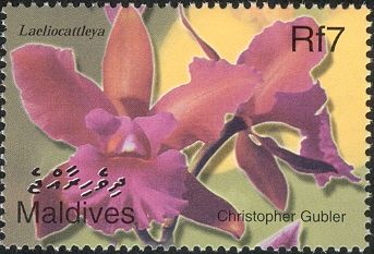 Laeliocattleya