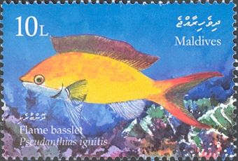 Flame Basslet (Pseudanthias ignitus)