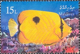 Teardrop Butterflyfish (Chaetodon unimaculatus)
