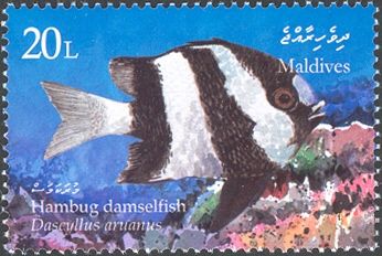Banded Dascyllus (Dascyllus aruanus)