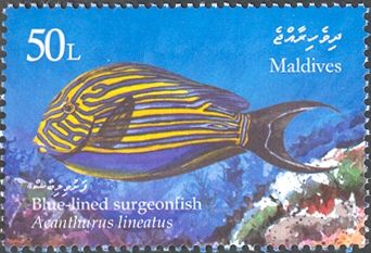 Blue-lined Surgeonfish (Acanthurus lineatus)