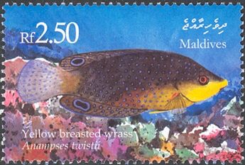 Yellow-breasted Wrasse (Anampses twistii) 