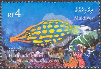 Harlequin Filefish (Oxymonacanthus longirostris)