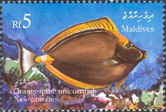 Orangespine Unicornfish (Naso lituratus)
