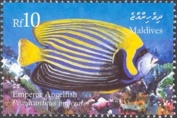 Emperor Angelfish (Pomacanthus imperator)