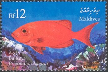 Moontail Bullseye (Priacanthus hamrur)