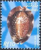 Serpent's Head Cowry (Cypraea caputserpentis)