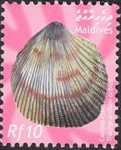 Orbit Cockle (Trachycardium orbita)