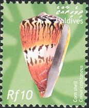 Captain Cone (Conus capitaneus)