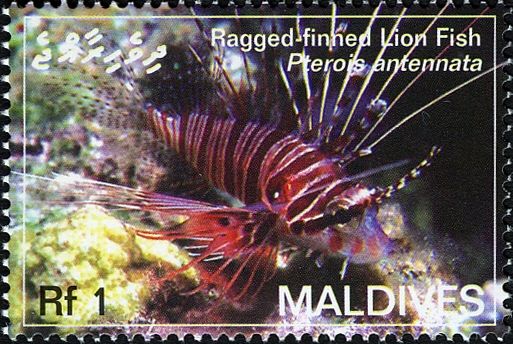 Ragged-finned Firefish (Pterois antennata)