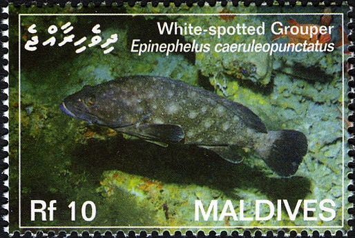 White-spotted Grouper (Epinephelus caeruleopunctatus)