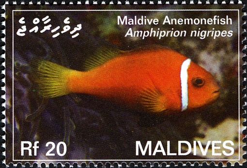 Maldive Anemonefish (Amphiprion nigripes)