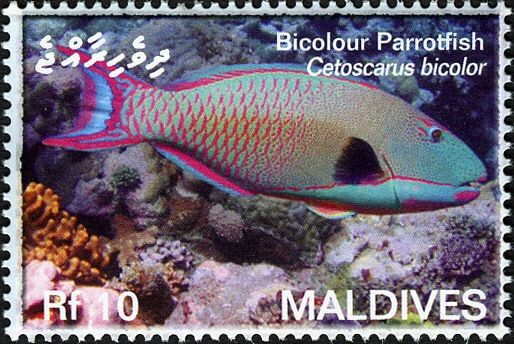 Bicolour Parrotfish (Cetoscarus bicolor)