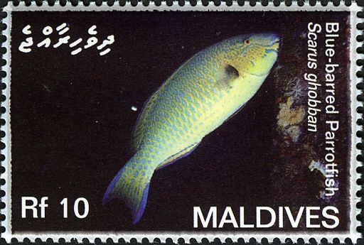 Blue-barred Parrotfish (Scarus ghobban)