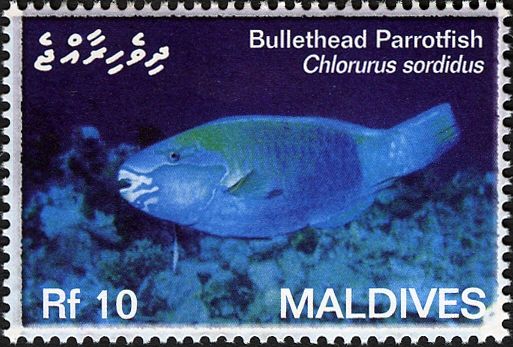 Bullethead Parrotfish (Chlorurus sordidus)