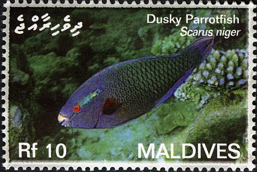 Dusky Parrotfish (Scarus niger)