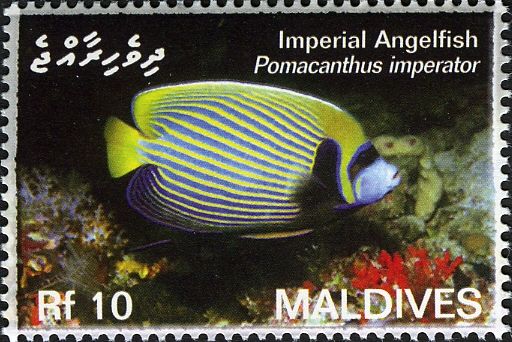 Emperor Angelfish (Pomacanthus imperator)