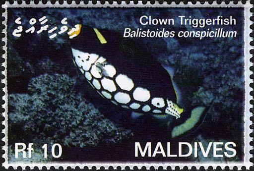 Clown Triggerfish (Balistoides conspicillum)